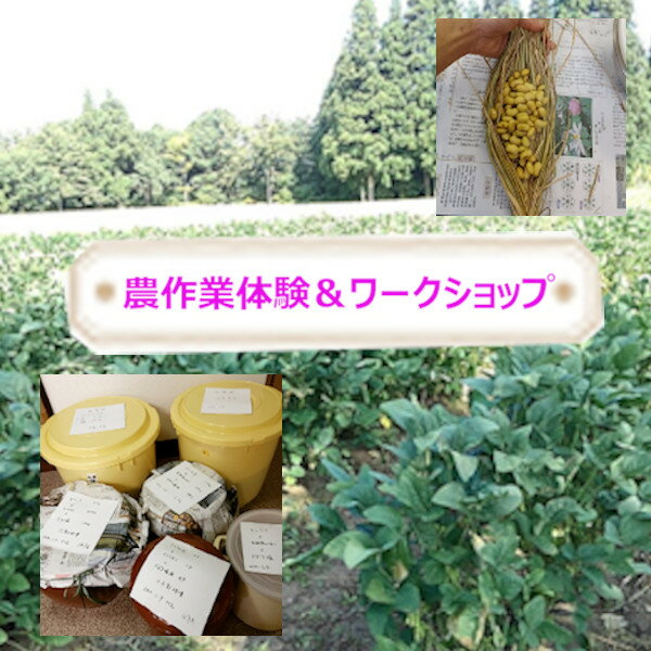 【ふるさと納税】自然栽培大豆オーナー 味噌・納豆づくり体験 ポレポレ工房 農作業体験（種まき／草刈り／枝豆収穫／大豆収穫／選別）味噌3kgと藁苞納豆1個持ち帰り 新潟県 小千谷市