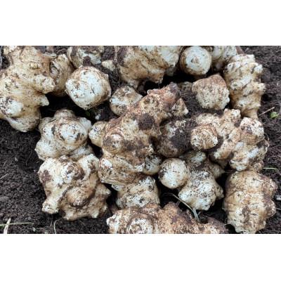 ふるさと納税 山北町 神奈川県山北産　生菊芋4kg |  | 01