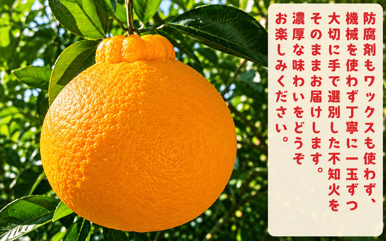 有田育ちの濃厚 不知火 ( デコポン と同品種)( 訳あり 家庭用 )  約2kg+200g(傷み補償分) ※2027年1月下旬～3月下旬に順次発送【ard020C】