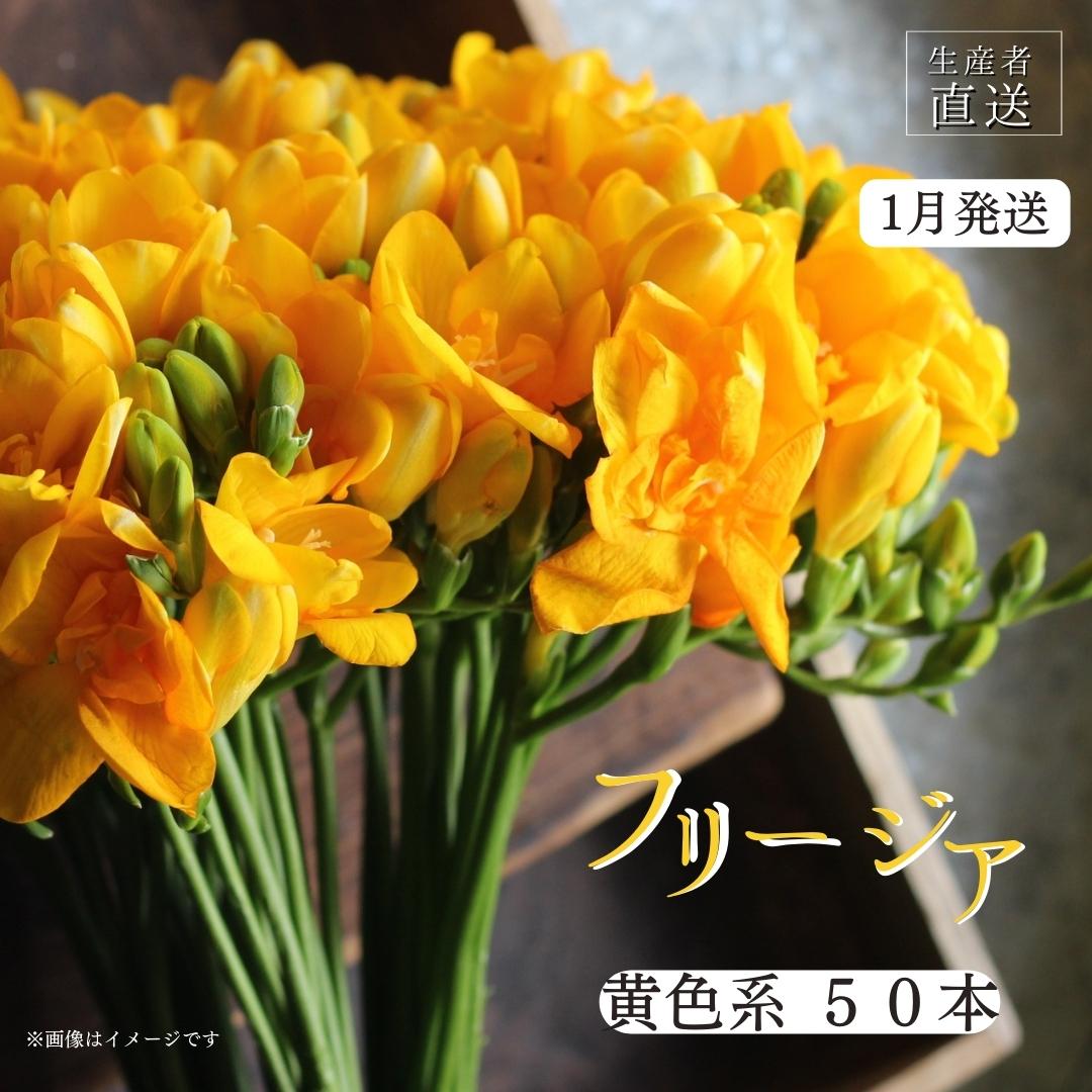 【ふるさと納税】【先行予約】2026年1月発送 フリージア 黄色 50本 生花 切り花 香り華やぐ
