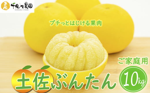 【 先行予約受付 】【 R8年発送 】 土佐文旦 10kg 訳あり 家庭用 ( スレ キズ あり )  フルーツ 果物 柑橘 期間限定 季節限定 旬 文旦 ぶんたん ブンタン 産地直送 お取り寄せ おいしい 千光士農園 高知県産 高知県安芸市