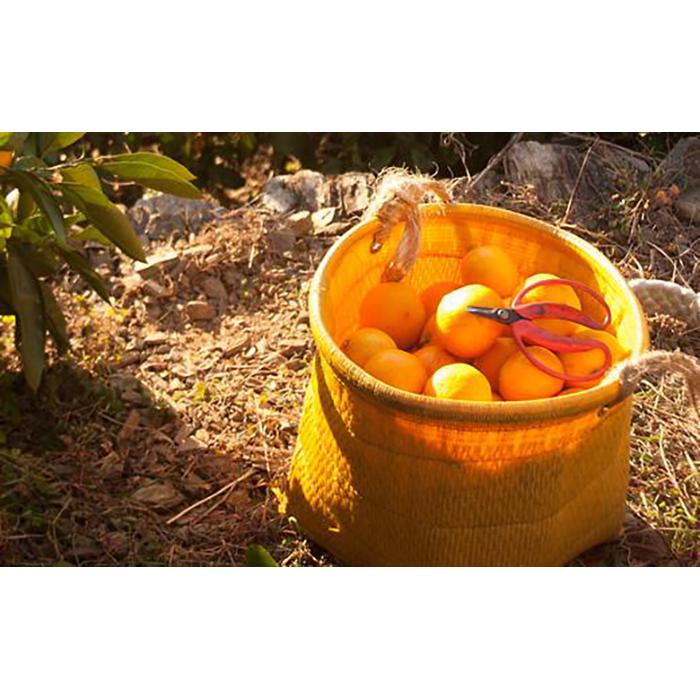 【ふるさと納税】早生みかん 約6kg 大玉 2L・3Lサイズ《ご家庭用》和歌山県 海南市産 農園直送 鈴木みかん農園 【北海道・沖縄県・一部離島 配送不可】 | フルーツ 果物 くだもの 食品 人気 おすすめ 送料無料