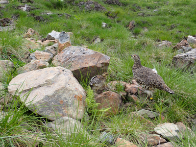 登山 南アルプスまもり隊・登山環境整備への寄附（登山者協力証1枚）2,000円 信州 長野 伊那 【002-02】
