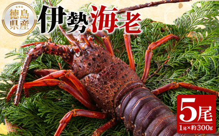 伊勢海老 300g 5尾 伊勢海老