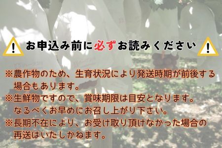 【南信州高森産】希少ぶどう 富士の輝 1房