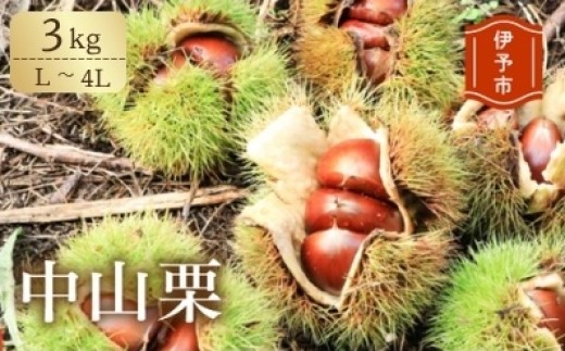 【2026年先行予約】 中山栗 L～4Lサイズ 3kg 【9月中旬以降発送予定】 数量限定 愛媛県ブランド 大粒 濃厚な甘み ホクホク 焼き栗 栗ごはん 中山町 伊予市 愛媛 | B158