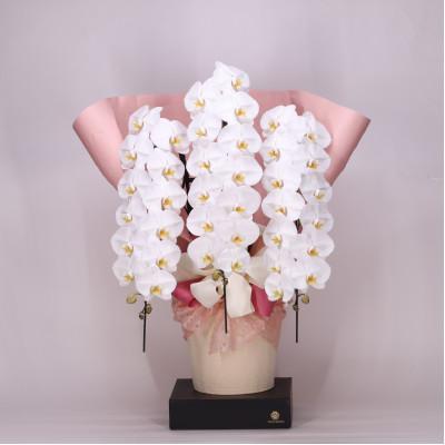 ふるさと納税 有田市 【2026年4月以降配送】　フォアスPREMIUM3本立ち42リン以上　白