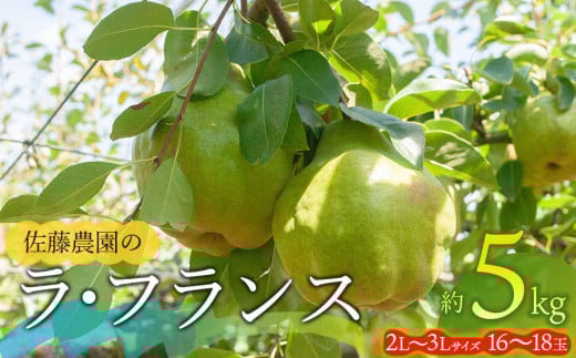 【令和7年産先行予約】 ラ・フランス 2L～3L 約5kg(16～18玉)　山形県鶴岡市産 佐藤農園