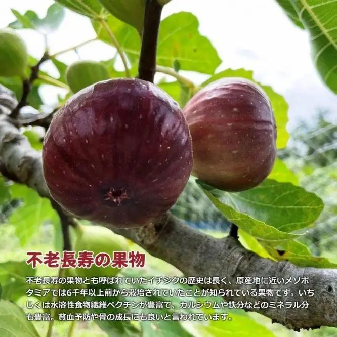 和歌山産 いちじく 秀品 約800g (400g×2パック)