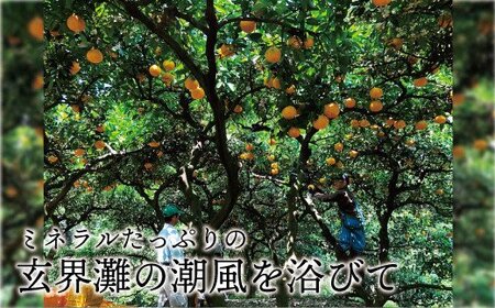 HA0489_玄界灘の潮風を浴びて・・・【潮風甘夏5kg】【ほたるの里】