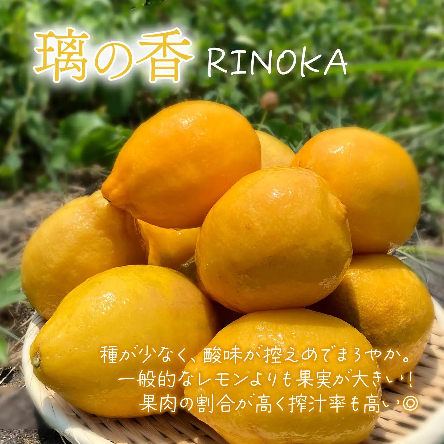 有機レモン 璃の香 2㎏【11月下旬～1月発送】れもん オーガニック 国産 愛媛県 西条市