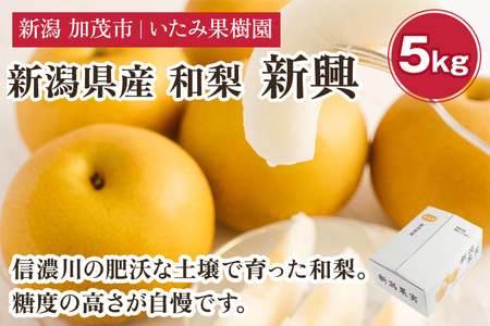 【2026年先行予約】【厳選】新潟県産 和梨 新興 5kg（7〜12玉）《10月下旬以降発送》 和梨 なし ナシ 果物 しんこう フルーツ 加茂市 いたみ果樹
