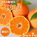 【ふるさと納税】 柑橘 紀州田辺産 木熟 ハウス栽培の不知火【選べる容量 5kg 7kg】※3月中旬～4月中旬頃に順次発送予定【先行予約・期間限定・3/1まで】 / しらぬい でこぽん デコポン フルーツ 果物 紀州産 朝採り 和歌山県 田辺市