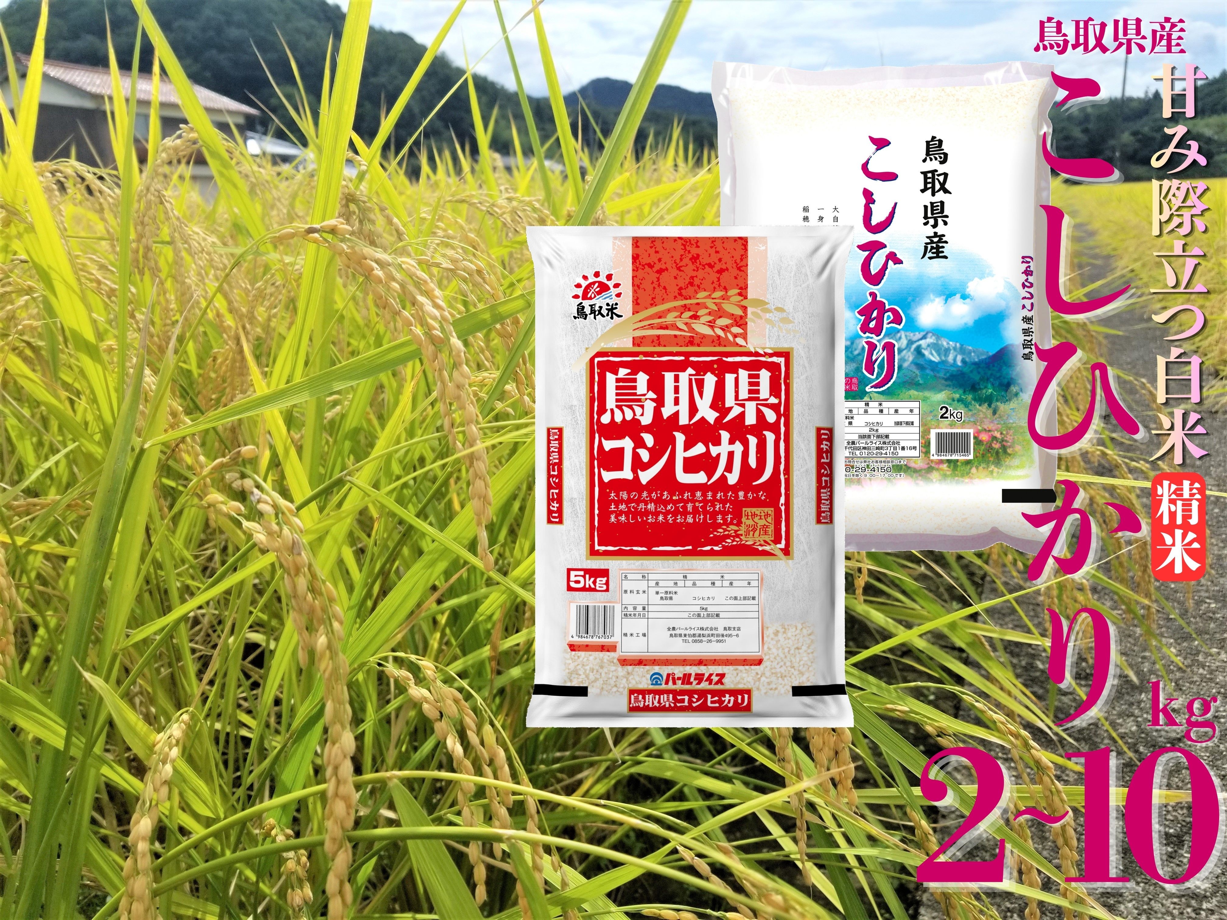 
                  コシヒカリ 精米 10kg 2kg 5kg 令和7年産 鳥取県 産 | お米 米 白米 ご飯 こしひかり 銘柄米
                