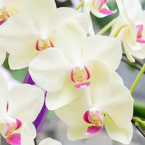 【4月～11月発送分】胡蝶蘭ミディ 3本立 花 スマイルオーキッド 選べる花色 白色 ピンク 黄色 花 ギフト 贈り物 お祝い 産地直送 贈答 プレゼント 鮮度抜群 誕生日 記念日 開店祝 母の日 父