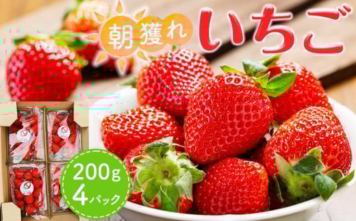 あいのまち相生市産　朝獲れいちご　200g×4パック