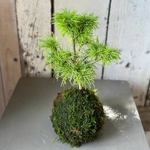 SL0276　苔玉(MOSS BOWEL)  季節の苔玉