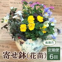 【ふるさと納税】寄せ鉢（花苗）6回定期便＜偶数月＞ 花 誕生日 記念日 贈り物 プレゼント 母の日 父の日 敬老の日 セット 鉢