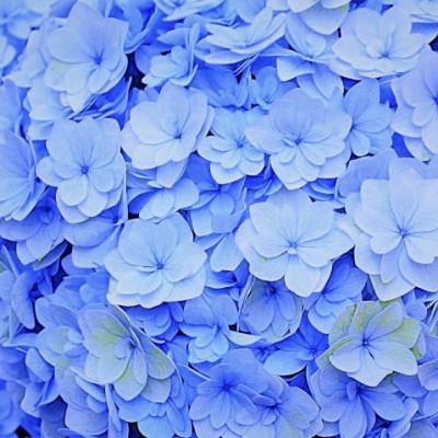 ふるさと納税 藤枝市 【母の日に!】アジサイ鉢植えサファイアクィーン5号【新品種】 |  | 01