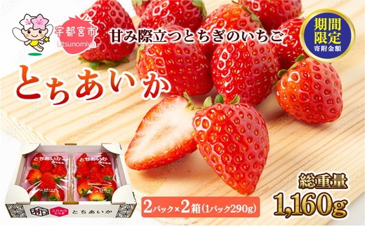 ＼12月末まで 寄附額改定／【先行予約】とちあいか 2箱 1.16kg（1箱(2パック入)×2） いちご 大粒 | ギフト 贈答 栃木県 宇都宮市 果物 フルーツ 苺 イチゴ 人気　※2026年1月上旬～3月上旬頃に順次発送予定　※北海道・沖縄・離島への配送不可