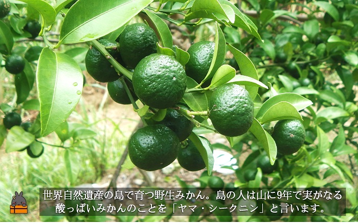 ～野生の島みかんの味～徳之島のヤマ・シークニン果汁（70ml×2本） ( 調味料 柑橘 果物 薬味 果汁 ドレッシング ドリンク ジュース ヤマシークニン 野生みかん 奄美 鹿児島 鍋 焼き魚 料理 
