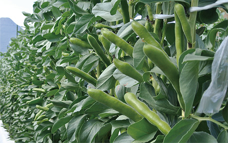 2026年1月中旬～発送 指宿産サヤ付そらまめ Lサイズ 約2kg 岡村商店 A-129 鹿児島県 そらまめ ソラマメ そら豆 豆 旬 指宿市 春 野菜 サラダ おつまみ 