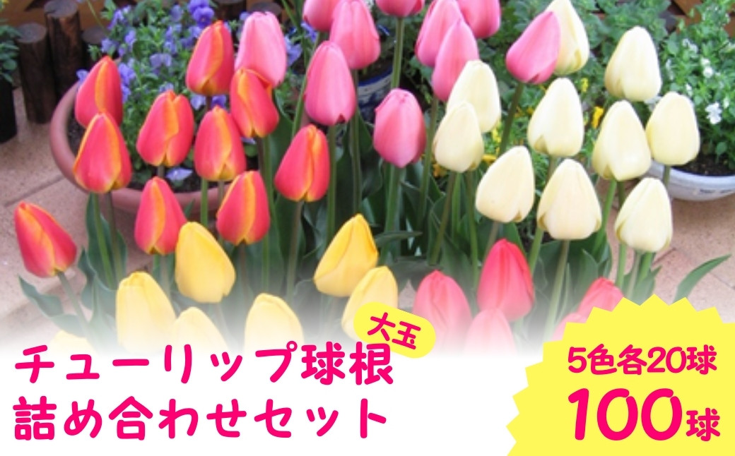
                  【先行予約】チューリップ 球根 特大球 100球入 ( 5色×20球 ) 一重咲き ダーウィンハイブリットチューリップ | 新潟県 五泉市 新潟県花卉球根農業協同組合
                
