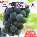 【ふるさと納税】岡山県産　ニューピオーネ（1房480g以上・約1kg）2房入り（WFH）