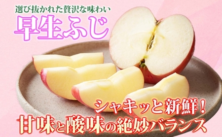 りんご 早生ふじりんご 青森県産 贈答用早生ふじ りんご【約3kg】【9〜10月発送】