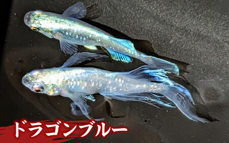 メダカ5匹（白・シルバー系） 改良メダカ めだか ホワイト 愛西市/株式会社プロスパージャパン [AEAK001]