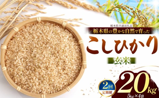 【先行予約】【定期2回】こしひかり（玄米）約 20kg 栃木県共通返礼品｜コシヒカリ 米 玄米おいしい お米 こめ おこめ  国産 ごはん ご飯  米 おこめ 限定 ランキング 人気  ふるさと 納税 栃木県 那珂川町 送料無料