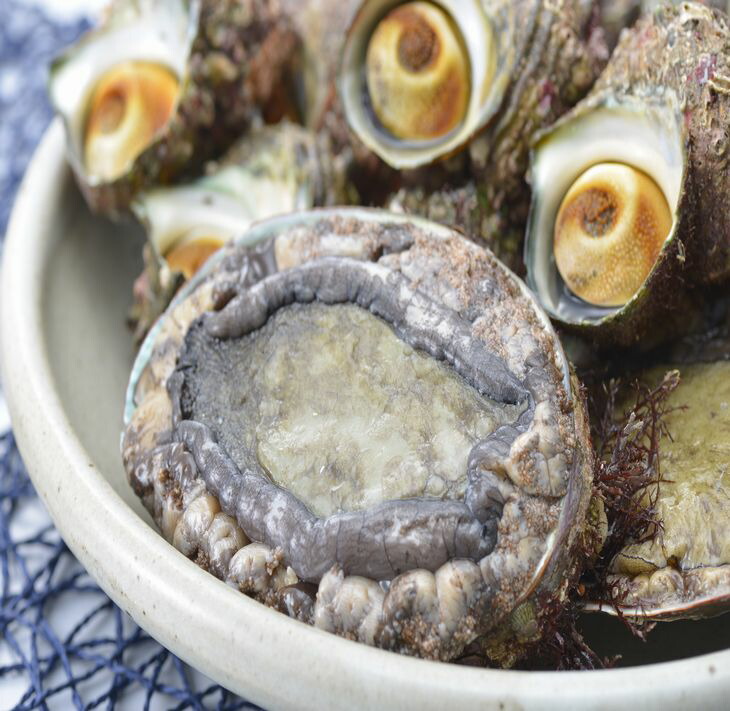 魚介類 /能登　朝どれアワビ・サザエセット（大アワビ2ヶ/サザエ10ヶ） 刺身 つぼ焼き 貝 ※季節商品 ※2026年6月上旬～8月下旬頃に順次発送予定