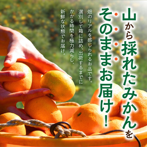 MK1038_【2025年先行予約】みかん 山から直送 箱込 5kg ( 内容量 4.4kg ) 鮮度優先ごろごろ規格 和歌山県産 産地直送 家庭用 【みかんの会】