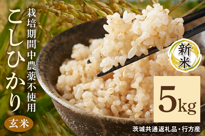 令和7年産新米 玄米 5kg 栽培期間中農薬不使用 こしひかり 茨城県産 米 お米 コメ ご飯 コシヒカリ 食味豊か 甘み 旨み 冷めても 美味しい お弁当 向け 食卓常備 産地直送 茨城県 潮来市 ＜茨城県共通返礼品・行方市産＞ (A03-012)
