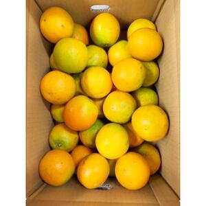 【2024年6月発送】秀品　希少な国産バレンシアオレンジ　5kg【日高町】【配送不可地域：離島】【1216979】