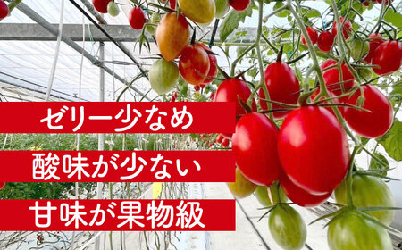 【先行予約】【1月より順次発送】 ミニトマト (空飛ぶアイコ)800g 野菜 トマト[AEBG006]