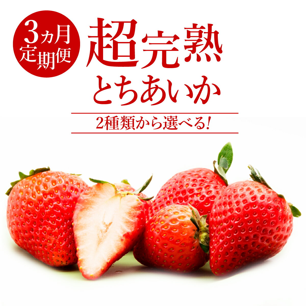 【ふるさと納税】＜3回定期便＞いちご「茂木完熟いちご」　篠崎さんが育てた 朝どれとちあいか レギュラーサイズ or 大粒 | いちご イチゴ 苺 とちあいか 2026年 1月 2月 3月 完熟 果物 フルーツ くだもの 旬 産地直送 栃木県産 篠崎いちご園 栃木県 茂木町