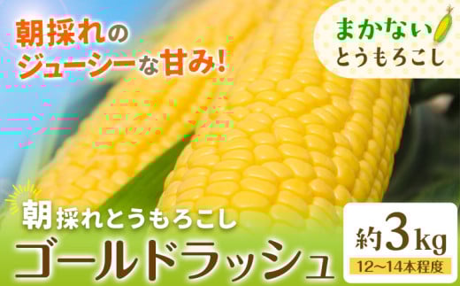 とうもろこし 農家のまかない 約3kg(12〜14本程度) 野木町産 老沼 利治《6月中旬-7月中旬頃出荷》栃木県 野木町 ジューシー 生食可能 旬の野菜 健康食 バーベキュー 焼き 茹で とうもろこし ゴールドラッシュ 黄色 イエロー 朝採れ クール便 先行予約 野菜 スイートコーン コーン