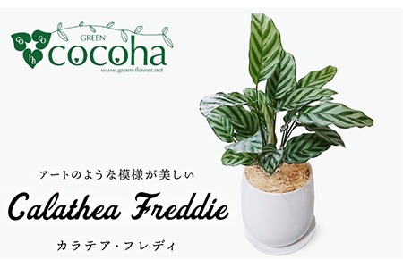 カラテア ・ フレディ 糸島市 / cocoha [AWB017] 観葉植物 緑 グリーン 暮らし インテリア 植物 鉢 おしゃれ 室内