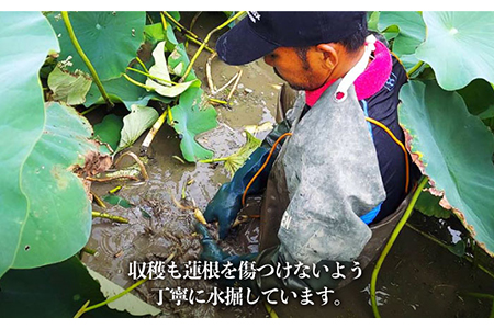 【農家直送！】洗いれんこん 約2kg（500g×4袋）山口さんちの贈り物 /新鮮なれんこんを産地直送！ れんこん 佐賀 白石れんこん 洗いれんこん 夏はシャキシャキれんこん 冬はホクホクれんこん おで