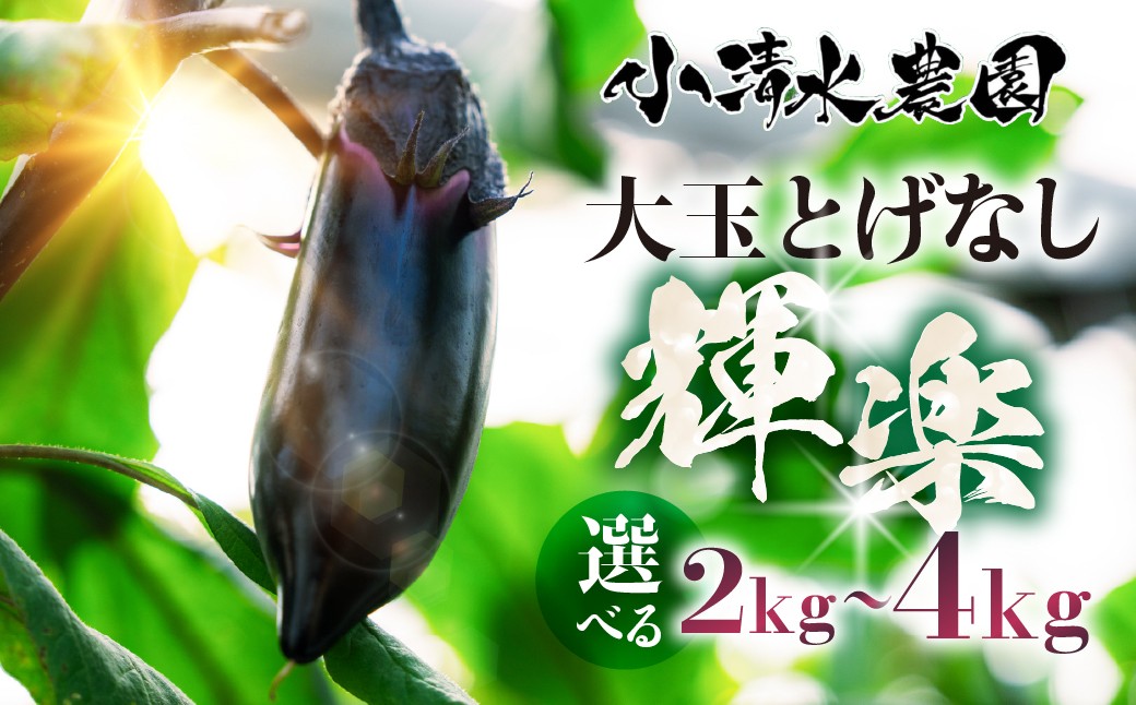 
                  《先行予約》大玉なす とげなし輝楽 2kg～4kg 茄子 なす ナス 旨い 甘い 艶 ツヤ ハリ 揚げ物 揚げ茄子 焼茄子 麻婆茄子 輝楽 愛知県 豊橋市
                