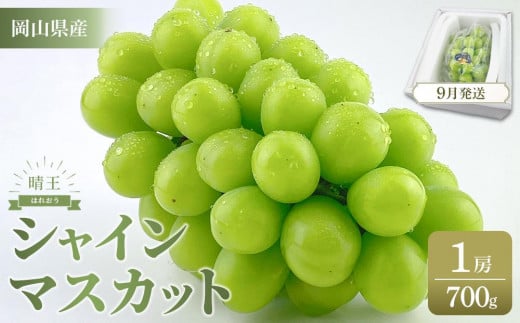 【2025年9月以降発送】岡山県産 シャインマスカット 晴王 1房 約700g  種無し 皮ごと食べる フレッシュ 先行予約　ハレノフルーツ