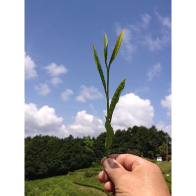 ふるさと納税 八女市 栽培期間中農薬不使用八女茶　極煎茶　初花2本 |  | 03