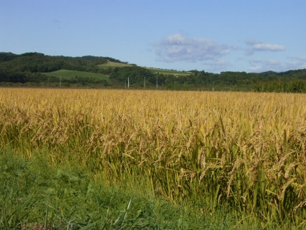 【令和8年産】北海道産特別栽培米 アポイ米（ななつぼし）5kg【10月下旬以降発送】