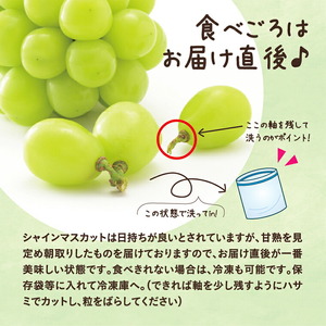  【先行予約】 シャインマスカット マスカット １房《2026年9月上旬-9月下旬頃出荷》 岡山県産 数量限定 岡山県 笠岡市 石丸葡萄農園 シャイン マスカット ぶどう 葡萄 果物 フルーツ