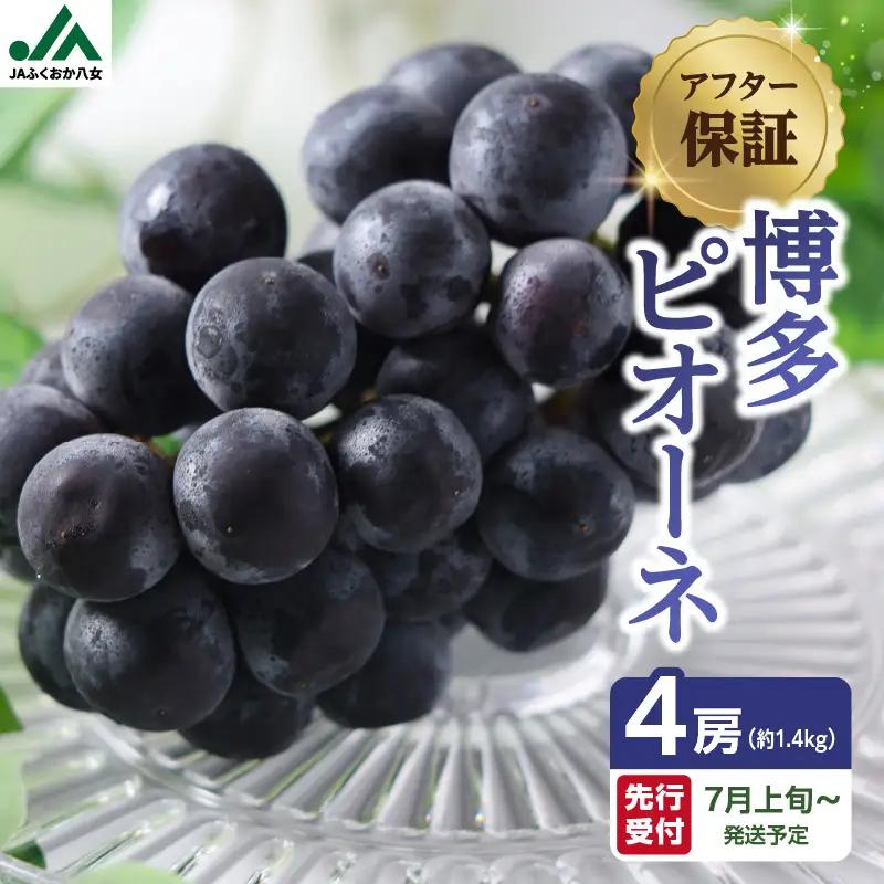 【先行受付】博多ピオーネ 1.4kg（約350g×4パック）【ＪＡふくおか八女】｜7月上旬～発送予定 ぶどうピオーネ 上品な香りのぶどうピオーネ 食べ応えがあるぶどうピオーネ 丁寧に育てたぶどうピオーネ 豊富な果汁のぶどうピオーネ ＪＡふくおか八女ぶどうピオーネ 八女市ぶどうピオーネ 002-007