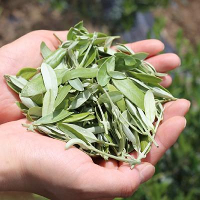 ふるさと納税 君津市 東京オリーブティー(グリーン)粉末40g × 3個セット 240杯分 |  | 02