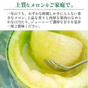 メロン／果物	【先行予約／数量限定50】希少品種 黄美香（きみか）メロン 2玉（2026年7月下旬～発送）希少メロン 限定メロン フルーツ・メロン2玉・果物