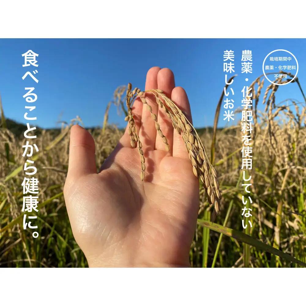 《令和7年産》【お米番付優秀賞受賞農家】日本一粒の大きいお米『いのちの壱』玄米5kg