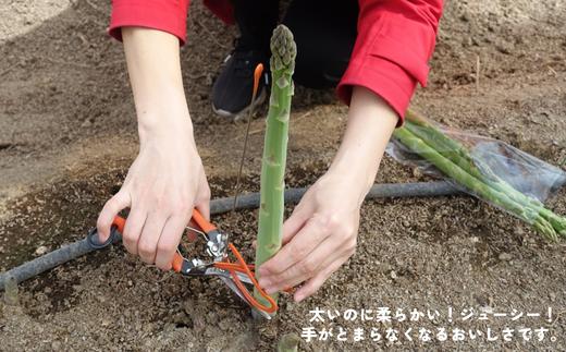 松川町ではアスパラ狩りも体験できます。